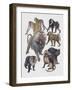 Close-Up of a Group of Cercopithecidaes-null-Framed Giclee Print