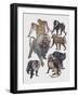 Close-Up of a Group of Cercopithecidaes-null-Framed Giclee Print