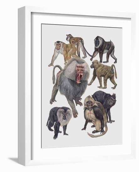 Close-Up of a Group of Cercopithecidaes-null-Framed Giclee Print