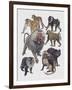 Close-Up of a Group of Cercopithecidaes-null-Framed Giclee Print