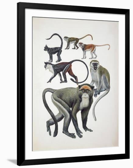 Close-Up of a Group of Cercopithecidaes-null-Framed Giclee Print