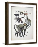 Close-Up of a Group of Cercopithecidaes-null-Framed Giclee Print