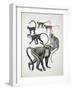 Close-Up of a Group of Cercopithecidaes-null-Framed Giclee Print