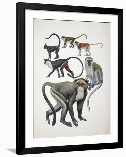 Close-Up of a Group of Cercopithecidaes-null-Framed Giclee Print