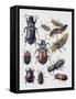 Close-Up of a Group of Coleoptera Insects-null-Framed Stretched Canvas