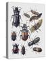 Close-Up of a Group of Coleoptera Insects-null-Stretched Canvas