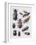 Close-Up of a Group of Coleoptera Insects-null-Framed Giclee Print