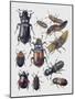 Close-Up of a Group of Coleoptera Insects-null-Mounted Giclee Print