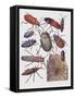 Close-Up of a Group of Coleoptera Insects-null-Framed Stretched Canvas