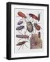 Close-Up of a Group of Coleoptera Insects-null-Framed Giclee Print