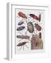 Close-Up of a Group of Coleoptera Insects-null-Framed Giclee Print