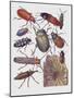 Close-Up of a Group of Coleoptera Insects-null-Mounted Giclee Print