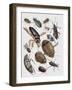 Close-Up of a Group of Coleoptera Insects-null-Framed Giclee Print