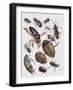 Close-Up of a Group of Coleoptera Insects-null-Framed Giclee Print