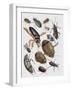 Close-Up of a Group of Coleoptera Insects-null-Framed Giclee Print