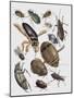 Close-Up of a Group of Coleoptera Insects-null-Mounted Giclee Print