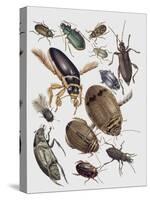 Close-Up of a Group of Coleoptera Insects-null-Stretched Canvas