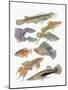 Close-Up of a Group of Fish-null-Mounted Giclee Print