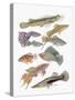 Close-Up of a Group of Fish-null-Stretched Canvas