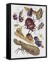 Close-Up of a Group of Hemiptera Insects-null-Framed Stretched Canvas