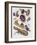 Close-Up of a Group of Hemiptera Insects-null-Framed Giclee Print