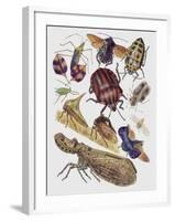 Close-Up of a Group of Hemiptera Insects-null-Framed Giclee Print