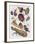 Close-Up of a Group of Hemiptera Insects-null-Framed Giclee Print