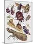 Close-Up of a Group of Hemiptera Insects-null-Mounted Giclee Print