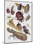 Close-Up of a Group of Hemiptera Insects-null-Mounted Giclee Print