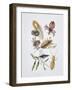 Close-Up of a Group of Isoptera Insects-null-Framed Giclee Print