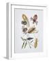 Close-Up of a Group of Isoptera Insects-null-Framed Giclee Print
