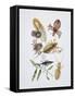 Close-Up of a Group of Isoptera Insects-null-Framed Stretched Canvas