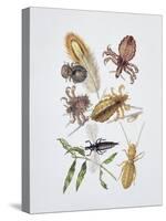 Close-Up of a Group of Isoptera Insects-null-Stretched Canvas