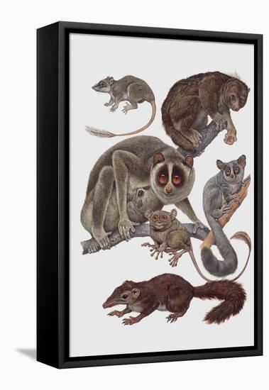 Close-Up of a Group of Lemuridae Mammals-null-Framed Stretched Canvas