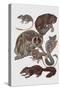 Close-Up of a Group of Lemuridae Mammals-null-Stretched Canvas