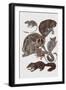 Close-Up of a Group of Lemuridae Mammals-null-Framed Giclee Print