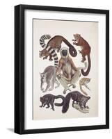 Close-Up of a Group of Lemuridae Mammals-null-Framed Giclee Print