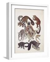 Close-Up of a Group of Lemuridae Mammals-null-Framed Giclee Print