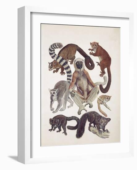 Close-Up of a Group of Lemuridae Mammals-null-Framed Giclee Print