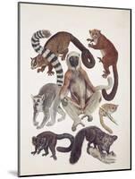 Close-Up of a Group of Lemuridae Mammals-null-Mounted Giclee Print