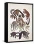 Close-Up of a Group of Lemuridae Mammals-null-Framed Stretched Canvas