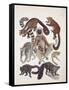 Close-Up of a Group of Lemuridae Mammals-null-Framed Stretched Canvas
