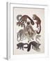 Close-Up of a Group of Lemuridae Mammals-null-Framed Giclee Print