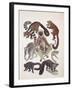 Close-Up of a Group of Lemuridae Mammals-null-Framed Giclee Print