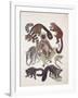 Close-Up of a Group of Lemuridae Mammals-null-Framed Giclee Print