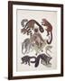 Close-Up of a Group of Lemuridae Mammals-null-Framed Giclee Print