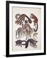 Close-Up of a Group of Lemuridae Mammals-null-Framed Giclee Print