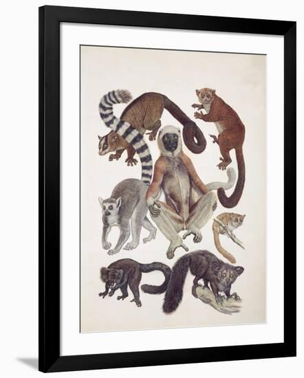 Close-Up of a Group of Lemuridae Mammals-null-Framed Giclee Print