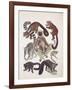 Close-Up of a Group of Lemuridae Mammals-null-Framed Giclee Print