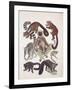 Close-Up of a Group of Lemuridae Mammals-null-Framed Giclee Print